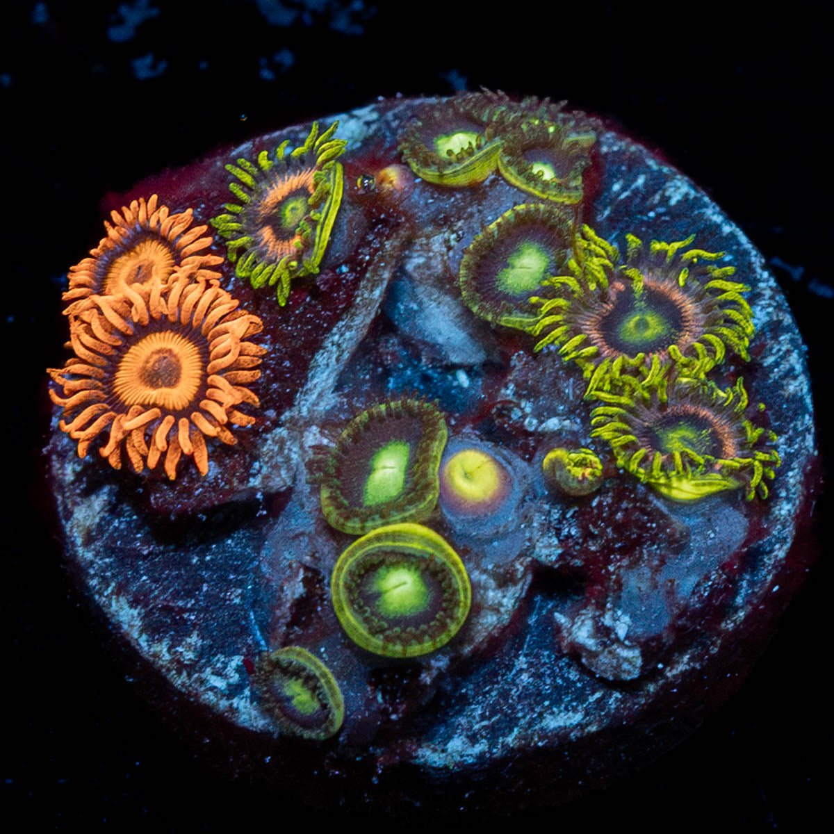 Multi Plug Zoanthids - riptide aquaculture llc