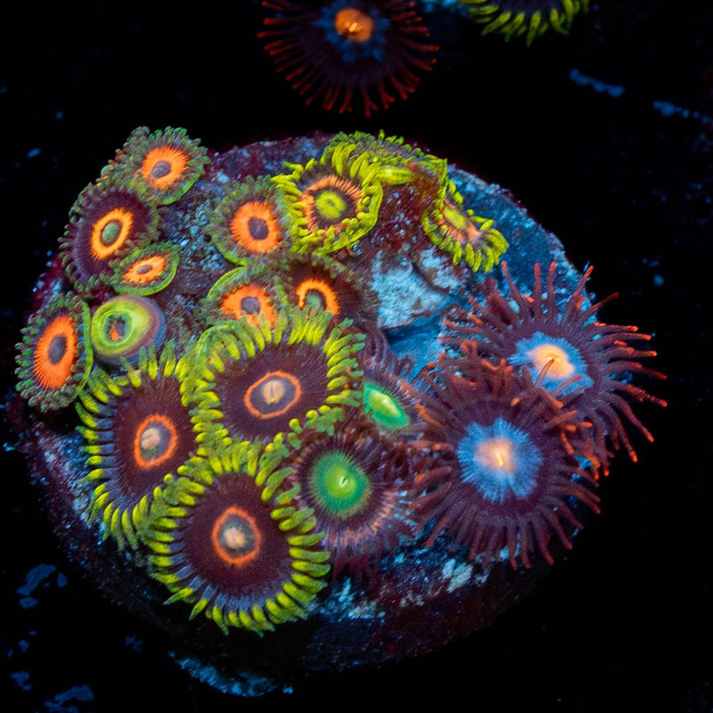 Multi Plug Zoanthids