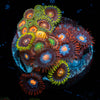 Multi Plug Zoanthids - riptide aquaculture llc