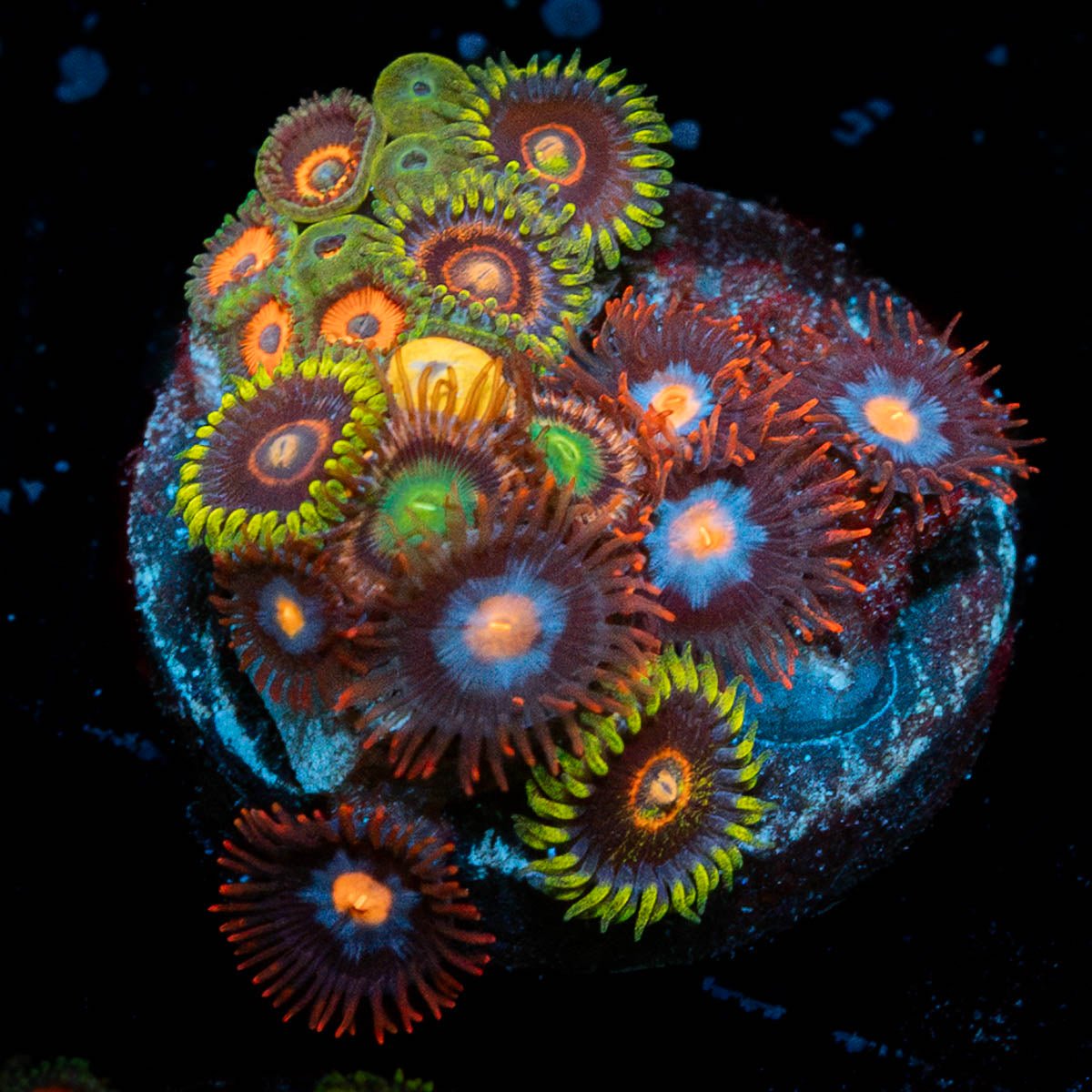 Multi Plug Zoanthids - riptide aquaculture llc