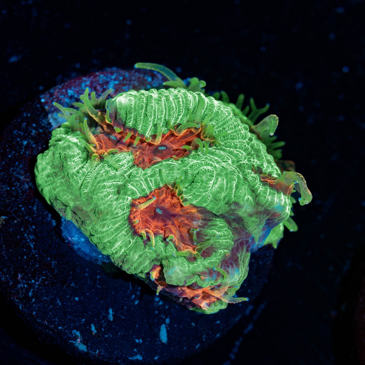 Poison Dart Frog Favia - riptide aquaculture llc