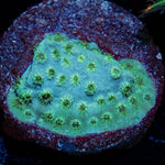 Sea Foam Cypreastrea - riptide aquaculture llc