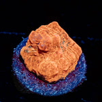 Jolly Rancher chalice - riptide aquaculture llc