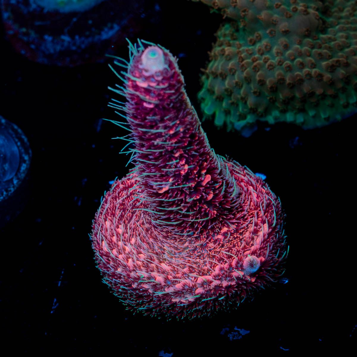 Judge Judy Milliopora - riptide aquaculture llc