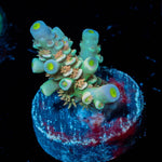 Cotton Candy Tenuis Acropora - riptide aquaculture llc