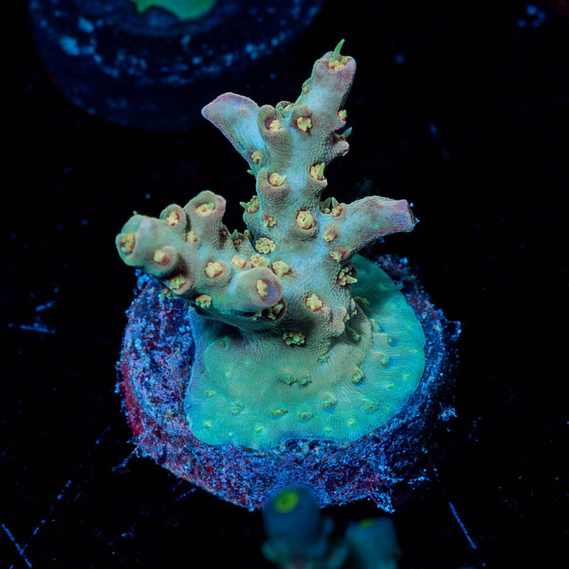 Buzz Lightyear Acropora