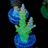 Paletta Pink Tip Acropora - riptide aquaculture llc