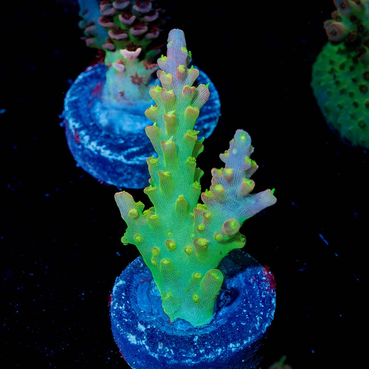Paletta Pink Tip Acropora - riptide aquaculture llc