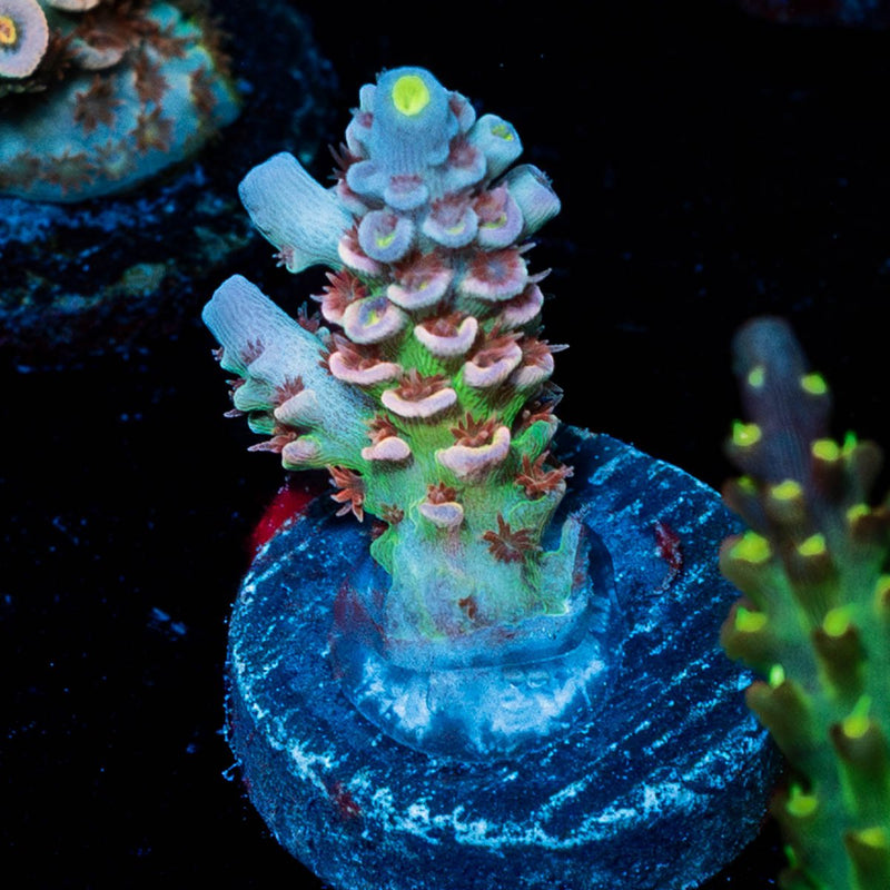 Tear Jerker Tenuis Acropora