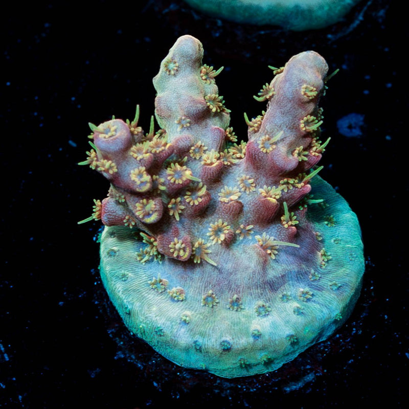 Buzz Lightyear Acropora