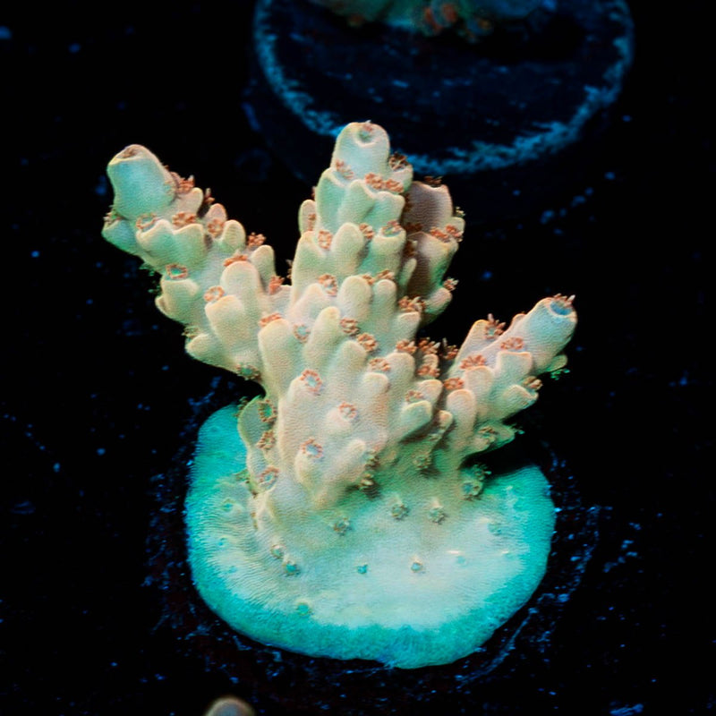 Temporal Distortion Acropora