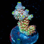 Tear Jerker Tenuis Acropora - riptide aquaculture llc