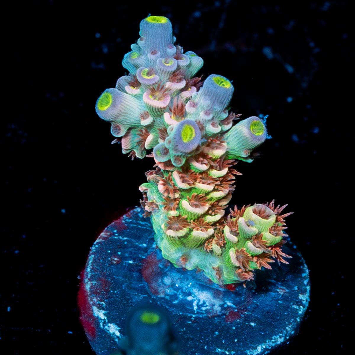 Tear Jerker Tenuis Acropora - riptide aquaculture llc
