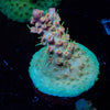 Buzz Lightyear Acropora - riptide aquaculture llc