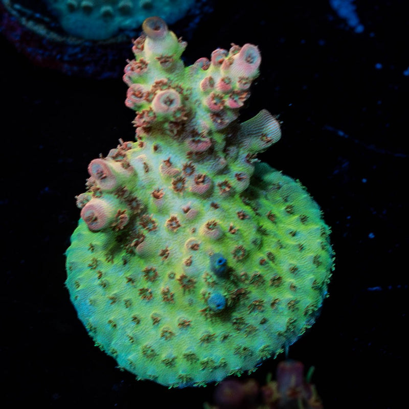 Princess Peach Acropora