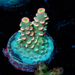 Circus Freak Acropora - riptide aquaculture llc