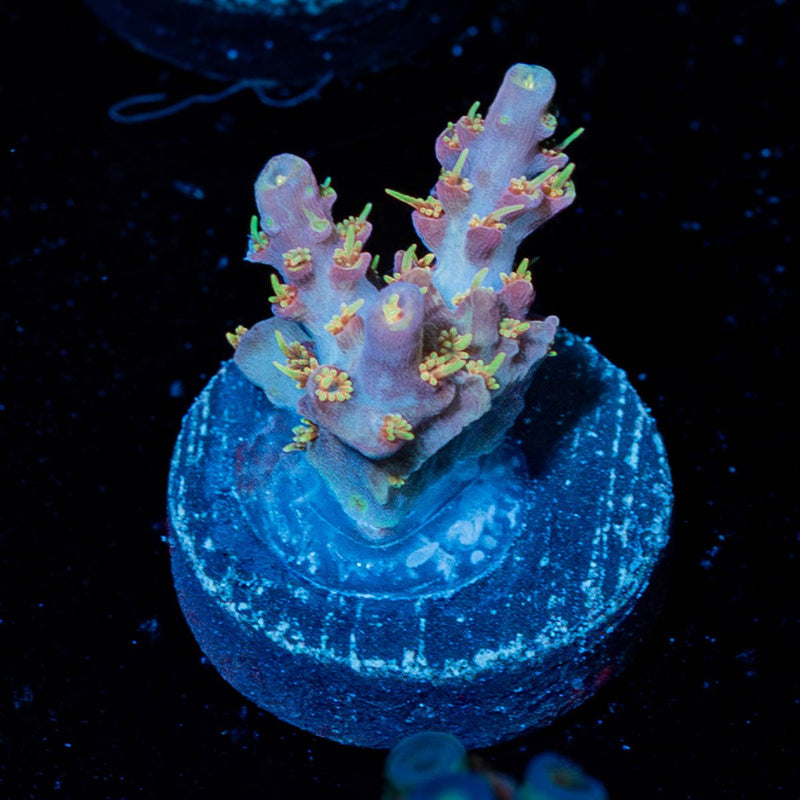 Buzz Lightyear  Acropora