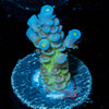 Buzz Lightyear Acropora - riptide aquaculture llc