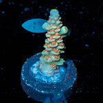 Cotton Candy Tenuis Acropora - riptide aquaculture llc