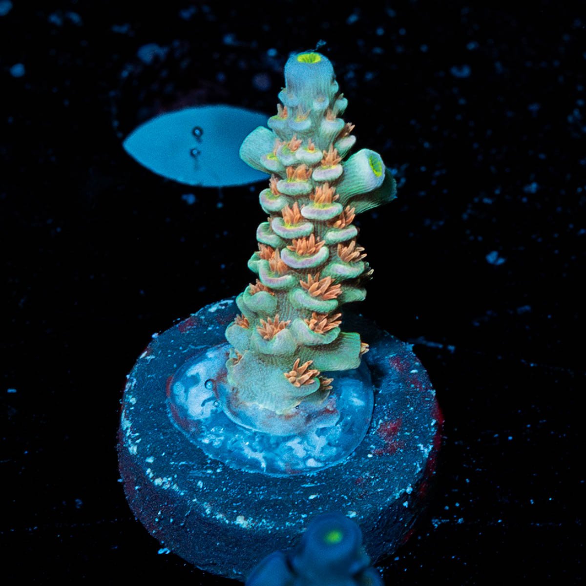 Cotton Candy Tenuis Acropora - riptide aquaculture llc