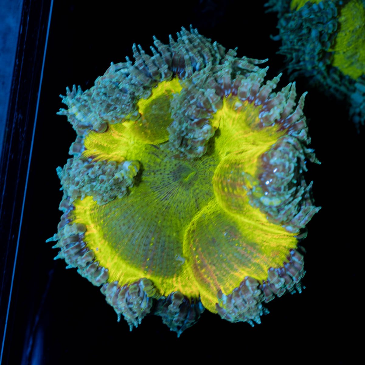Ultra Rock Flower Anemone - riptide aquaculture llc