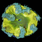 Ultra Rock Flower Anemone - riptide aquaculture llc