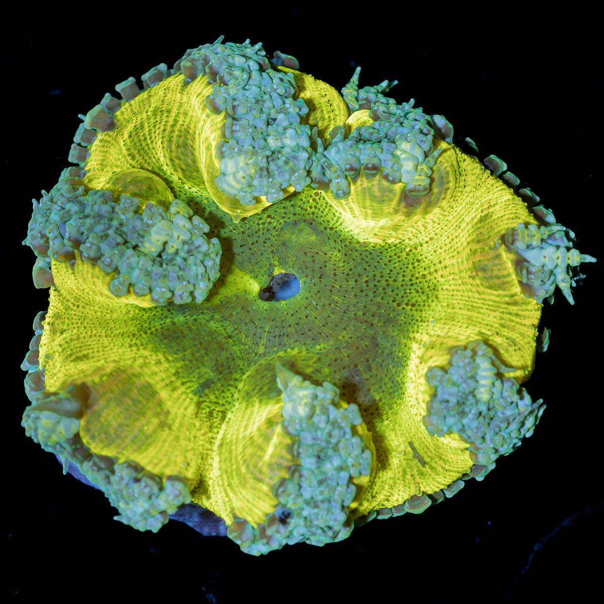 Ultra Rock Flower Anemone - riptide aquaculture llc