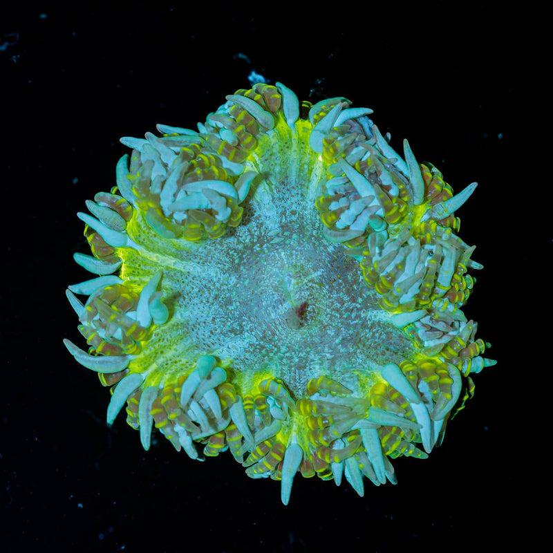 Ultra Rock Flower Anemone