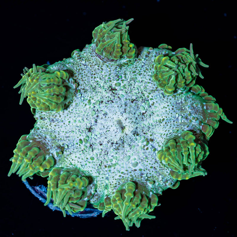 Ultra Rock Flower Anemone