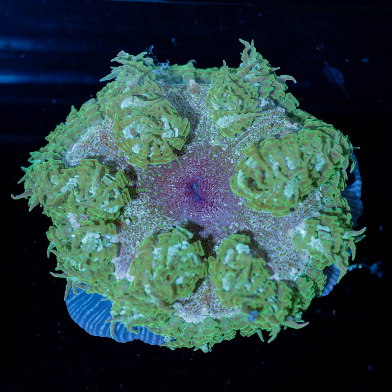 Ultra Rock Flower Anemone