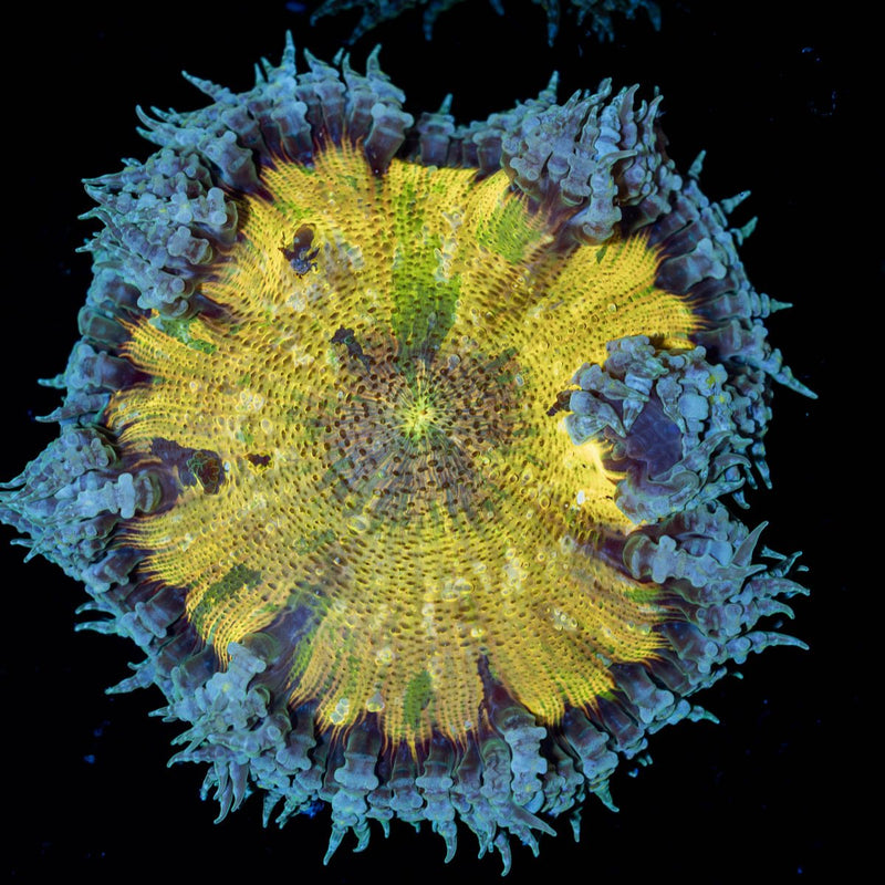 Ultra Rock Flower Anemone