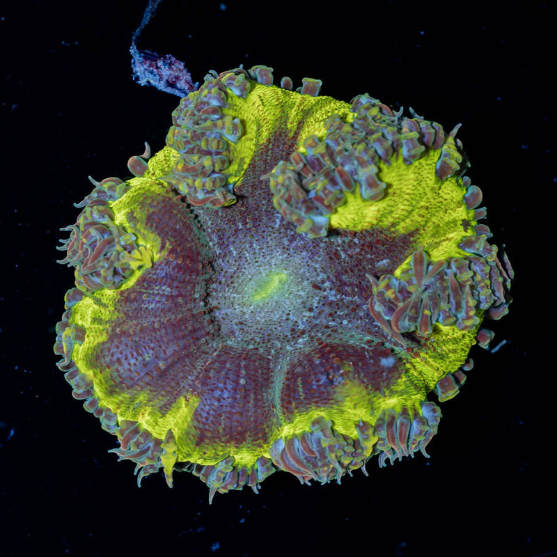 Ultra Rock Flower Anemone