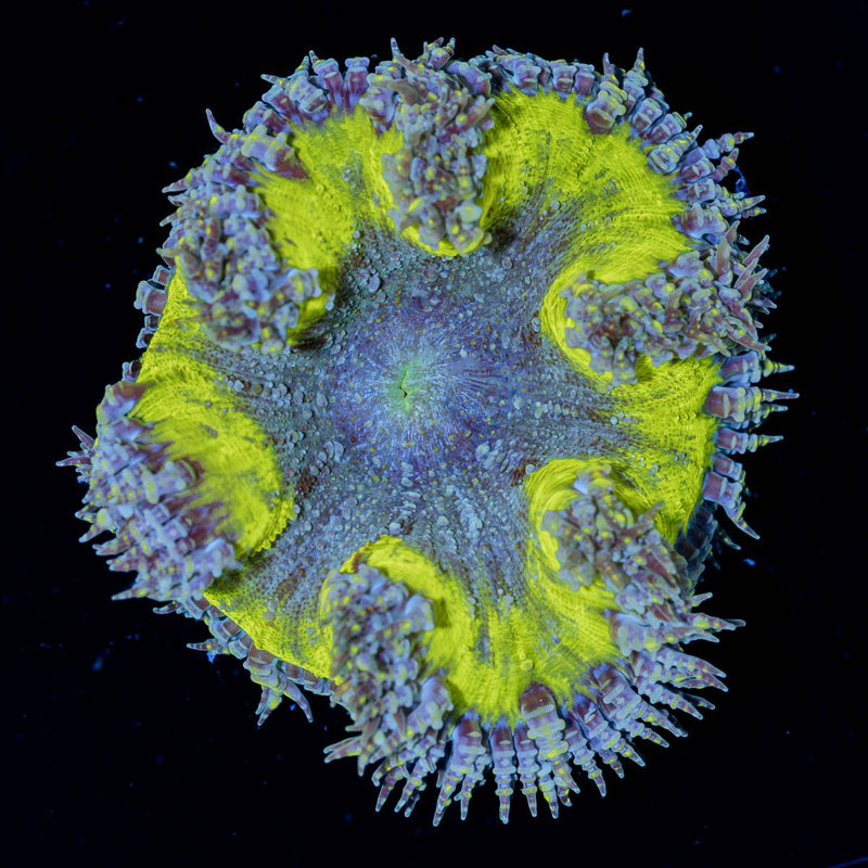 Ultra Rock Flower Anemone