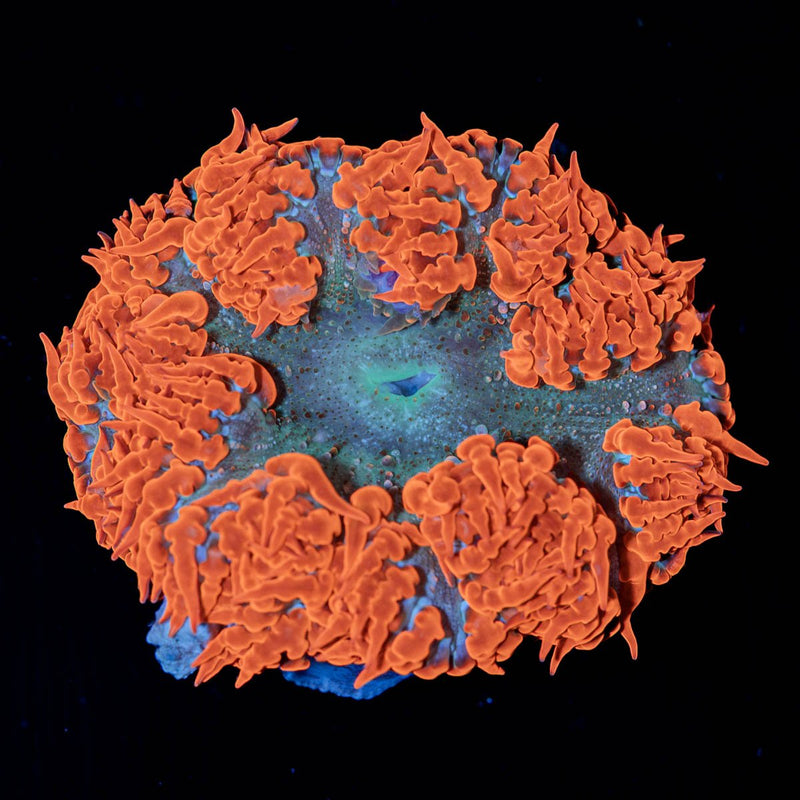 Ultra Rock Flower Anemone