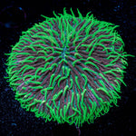 Ultra Fungia Plate - riptide aquaculture llc