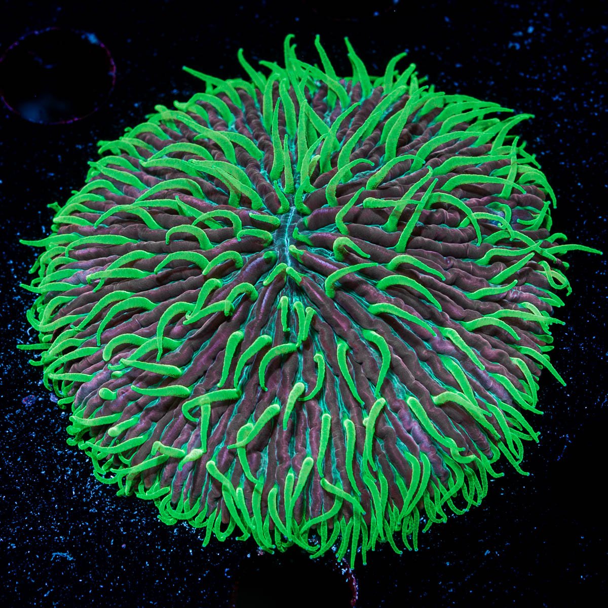 Ultra Fungia Plate - riptide aquaculture llc