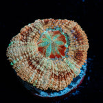 Red Fox Asian Acan - riptide aquaculture llc