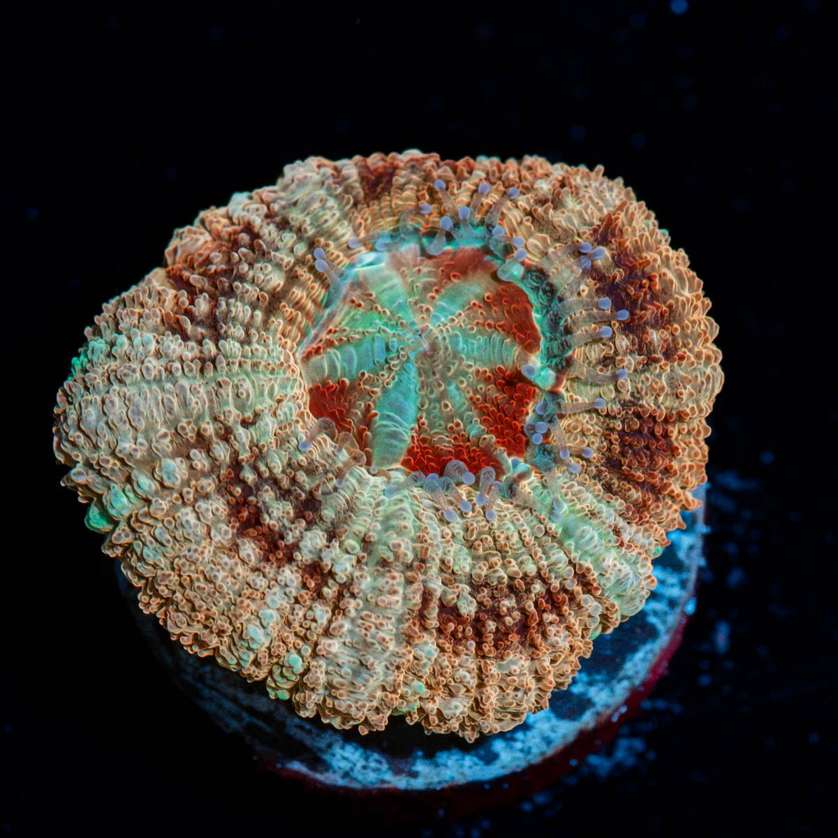 Red Fox Asian Acan - riptide aquaculture llc