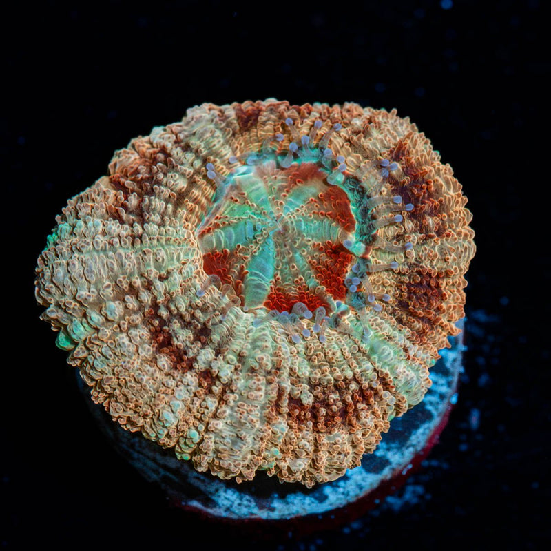 Red Fox Asian  Acan