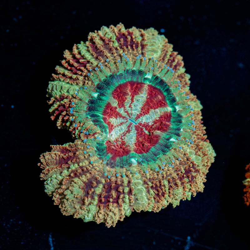 Red Fox Asian  Acan