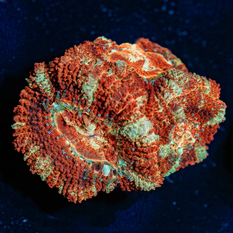 Blood Moon Asian Acan