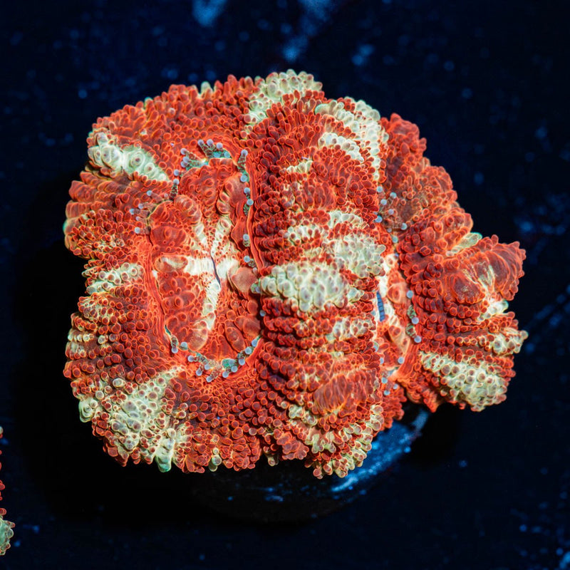 Blood Moon Asian Acan