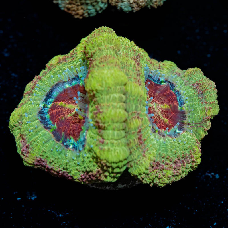 Trimmers Asian Acan
