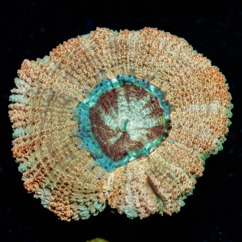 MoonLight Asian Acan