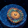 Seduction Zoanthid - riptide aquaculture llc