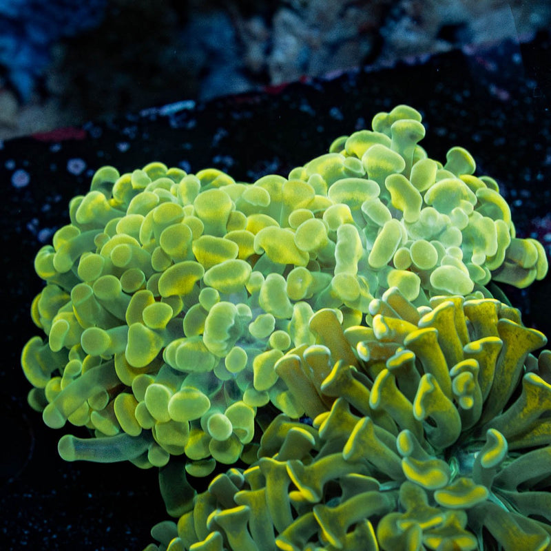 Gold Hammer Euphyllia