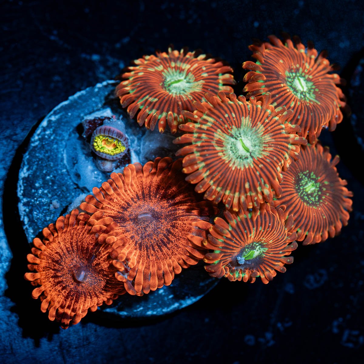 Zoanthid Combo Plug - riptide aquaculture llc