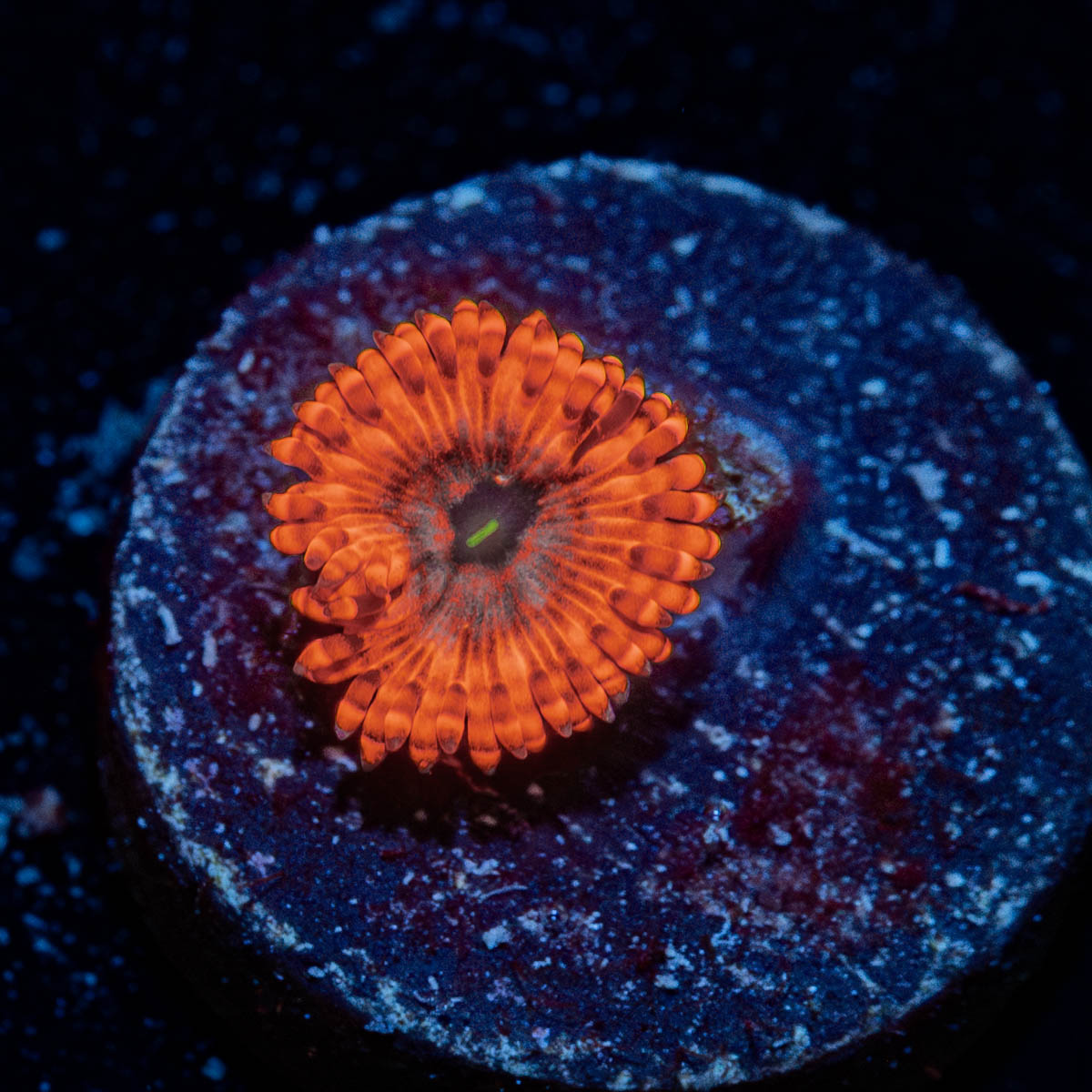Utter Chaos Zoanthid
