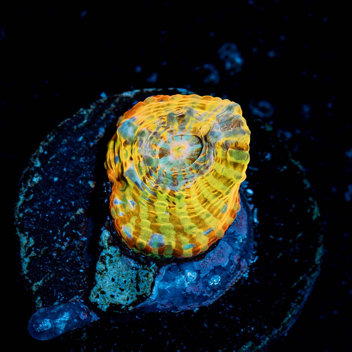 Holy Diver Chalice - riptide aquaculture llc