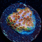 Skittles Bomb Cypreastrea - riptide aquaculture llc